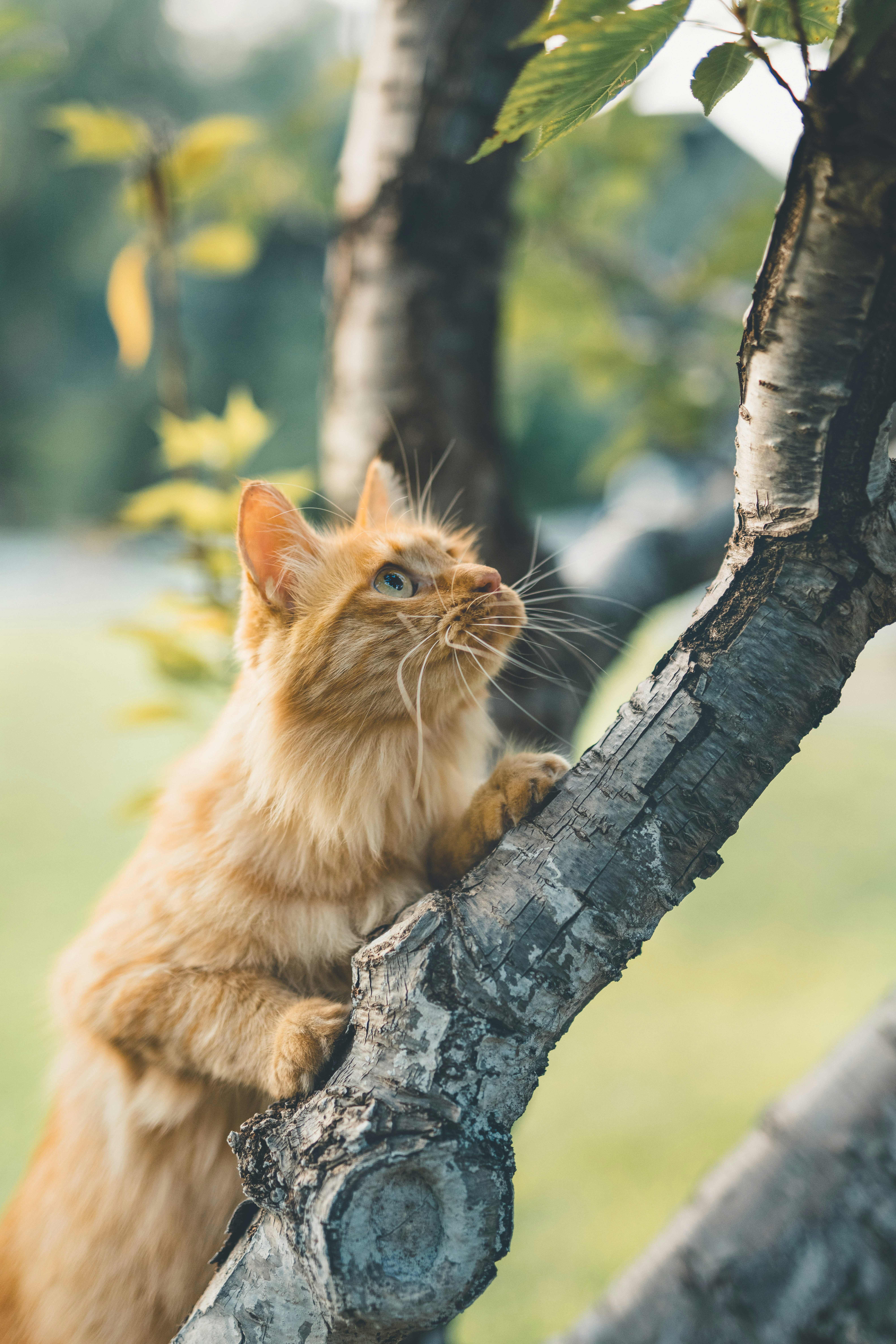 orange tabby cat on tree trunk